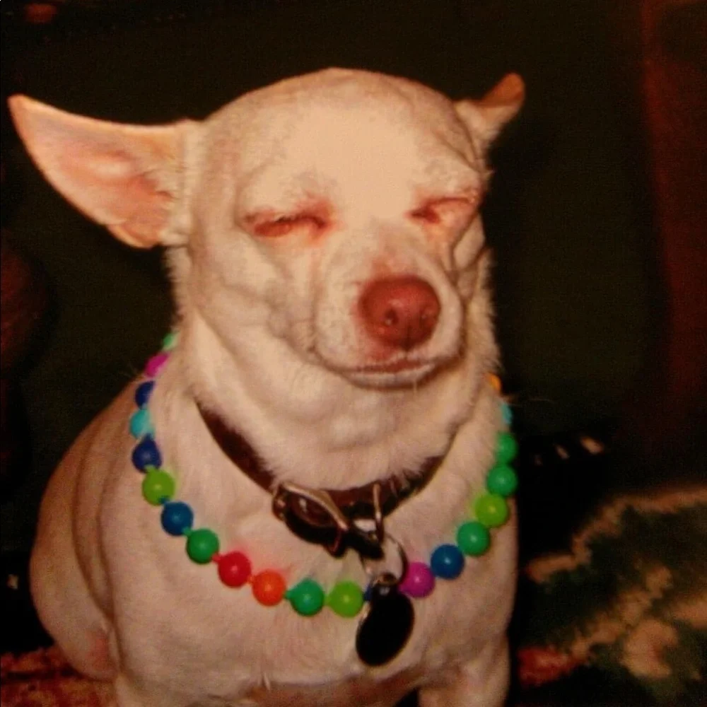 My fur babies and others. Lol. - Picture 7 of 15